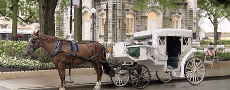 Horse Drawn Carriages Rides May Be Banned In Chicago