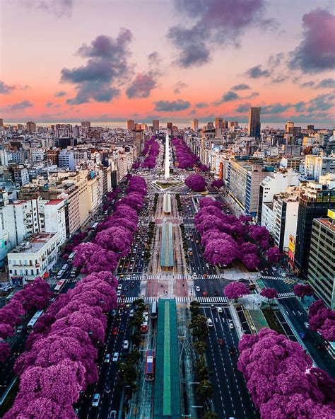 The Beautiful City Of Buenos Aires Argentina Full Of Jacaranda Trees
