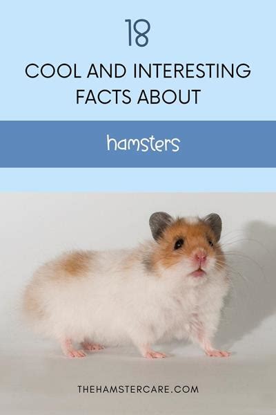 19 Interesting Facts About Hamsters Behaviour Care Tips