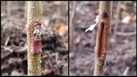 Winter Results Chip Bud Grafting Peach Trees Youtube