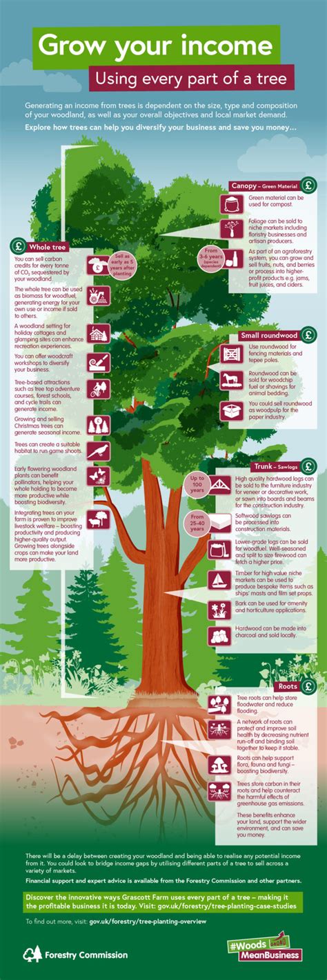 Grow Your Income Using Every Part Of A Tree Forestry Commission