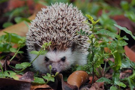 How Long Do Hedgehogs Live In The Wild Contrary To Some Saying That