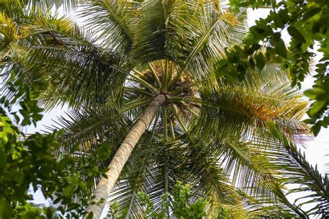 Low Angle Shot Of A Tropical Coconut Palm Tree Surrounded By Other