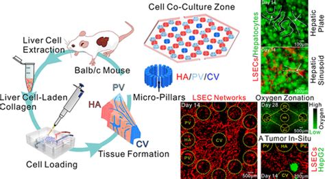 On Chip Construction Of Liver Lobules With Self Assembled Perfusable