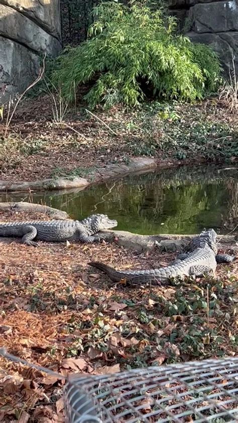 Alligators In St Louis Zoo Stock Video Pond5