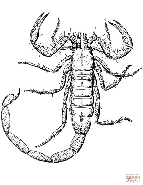 Scorpion Coloring Page Free Printable Coloring Pages
