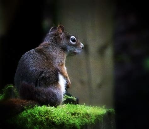 Images Gratuites La Nature Région Sauvage Animal Faune