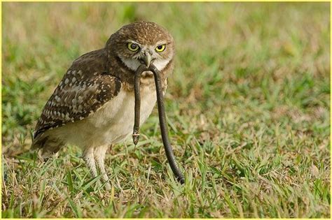 Females are generally up to 25% larger than males. Do owls eat snakes, and how do they catch them? - Quora