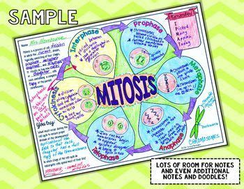 Match the function cards and memory items by gluing them into the correct locations in the chart below. PHASES OF MITOSIS SCIENCE DOODLE NOTES, INTERACTIVE NOTEBO