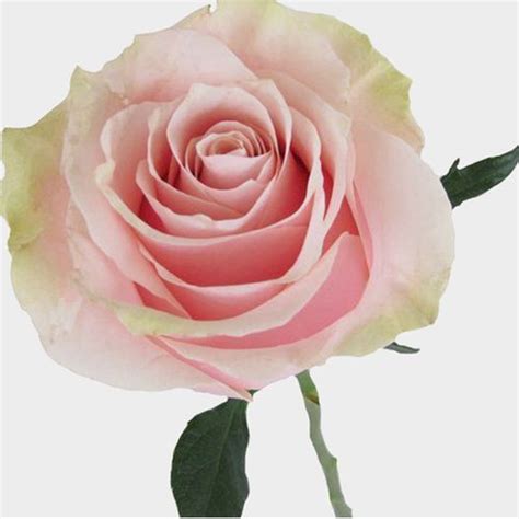 Rose Mondial Pink 50cm Bulk Wholesale Blooms By The Box