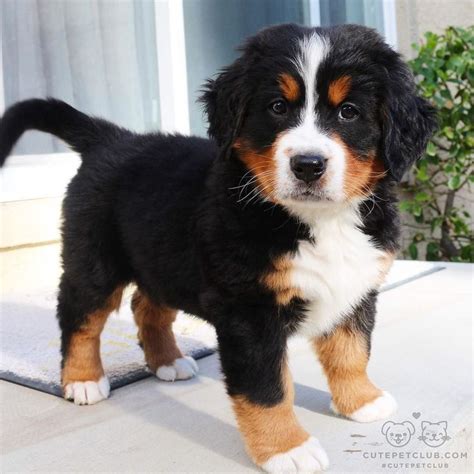 4903 Best Images About Bernese Mountain Dogs On Pinterest