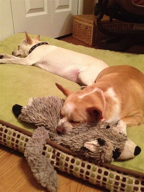 Izzy Guarding Toys From Buddy Rescue Dogs Dogs Corgi