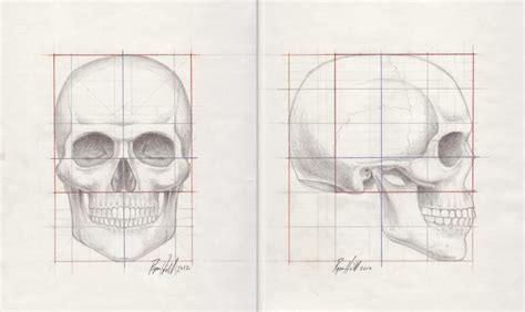 Skull Proportion Study By Dorian B2 On Deviantart Human Skull Drawing