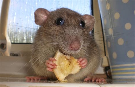 Funny Mouse Eating Cheese Animals Amazing Latest Pictures Funny And