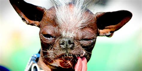 Top 30 Ugliest Dogs In The World Part 1