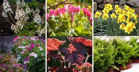 11 Plants That Thrive In Shade And Dry Climates