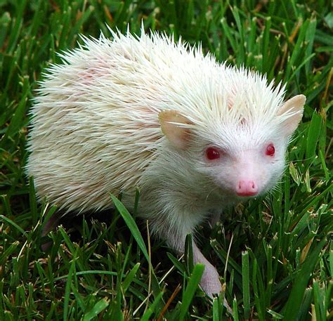 Albino African Pigmy Hedgehog Hedgie John G Cramer Iii Flickr