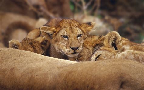 Cute Baby Lions Hd Wallpaper ~ The Wallpaper Database