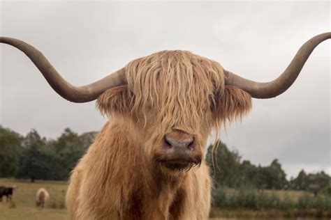 Facts You Must Know But Perhaps Dont About Highland Cattle