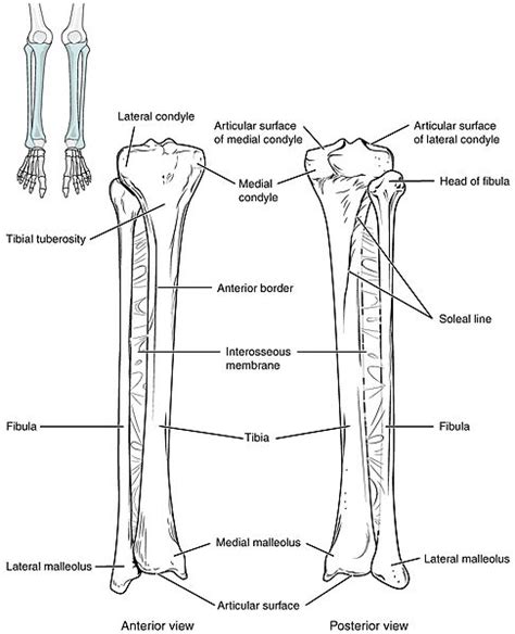 What Is The Difference Between Tibia And Fibula Pediaacom