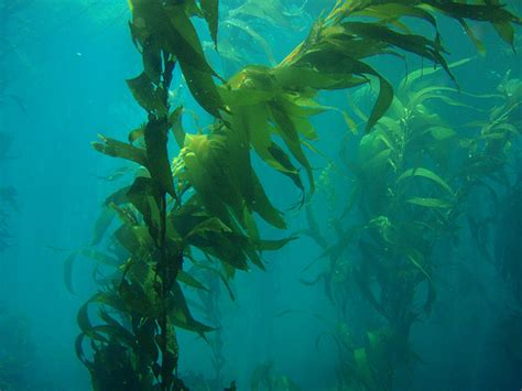 Giant Kelp Ten Random Facts