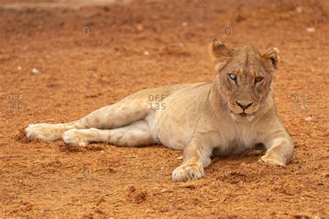 Full Body Of Magnificent Wild Lioness Lying On Dry Ground And Looking