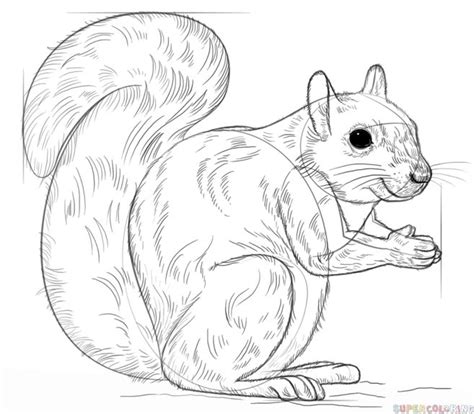 Arboreal Rodent Coloring Download Arboreal Rodent Coloring For Free 2019