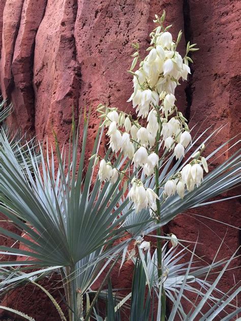 Image By Joel Yucca Plant In Bloom Edible Yucca Plant Growing