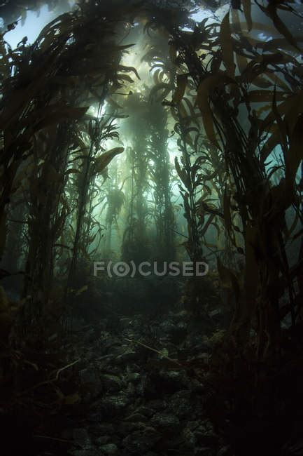 Giant Kelp Forest — Marine Biology Algae Stock Photo 174716086