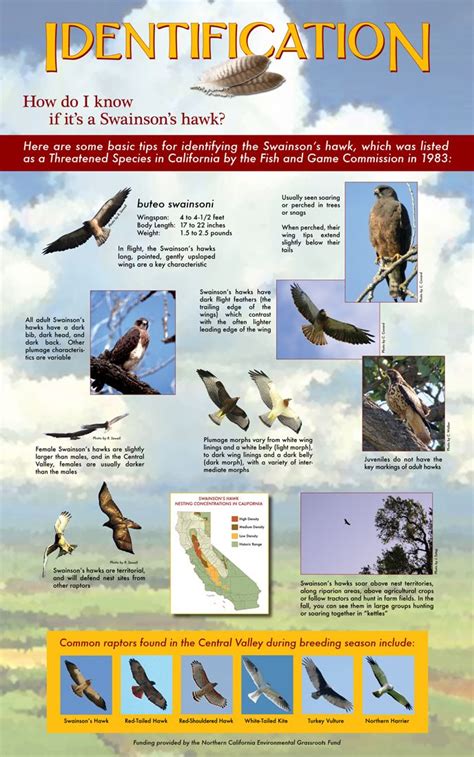 Swainsons Hawk Identification Raptors Bird Bird Identification Bird