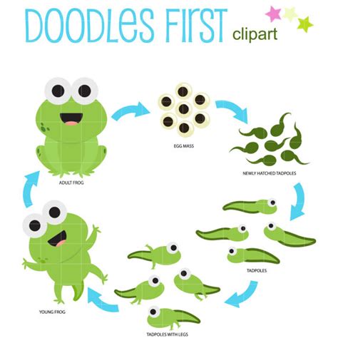 Life Cycle Of A Frog Clip Art For Scrapbooking Card Making