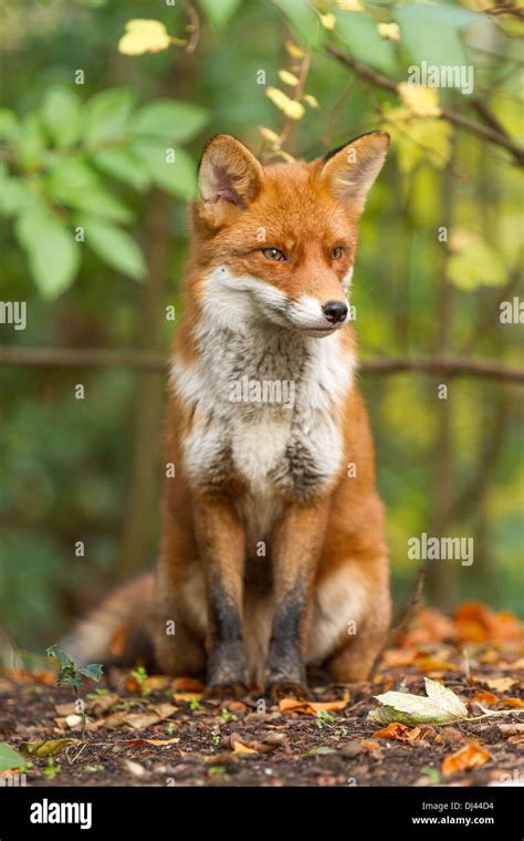 The Red Fox Hi Res Stock Photography And Images Alamy