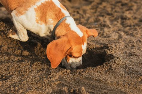 Why Does Dog Bury Bone