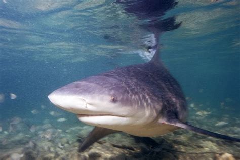 Found But Lost Newly Discovered Shark May Be Extinct Scientific American Blog Network