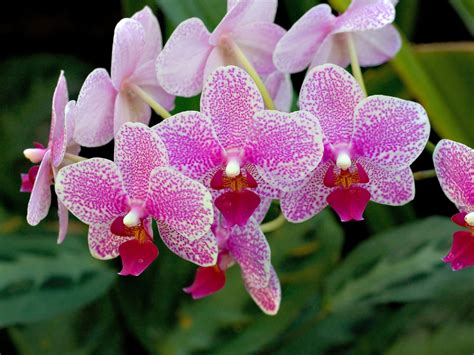 5orchid ~ Top 10 Flowers Of Love