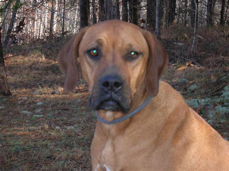 Dog For Adoption Georgia Belle A Redbone Coonhound And Boxer Mix In