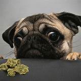 Photos of Marijuana Poisoning In Dogs