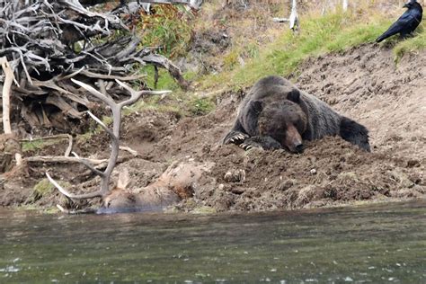 Watch Grizzly Bear Kills Bull Elk In Yellowstone River East Idaho News