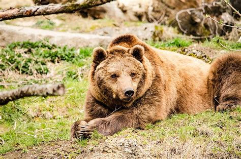 Brown Bear Predator Free Photo On Pixabay Pixabay