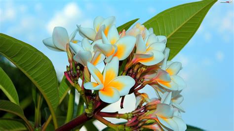 Tropikalne Kwitnące Drzewo Zdjęcia