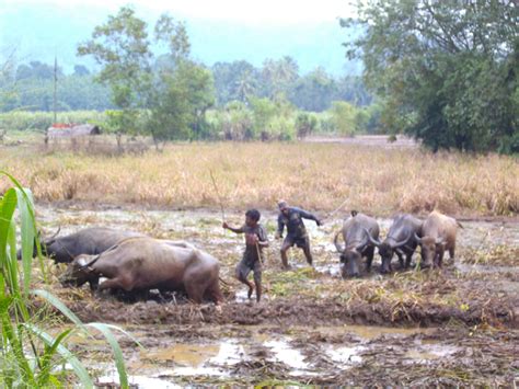 Philipveerasingam Buffalos Used In The Ploughing Of A Paddy Field