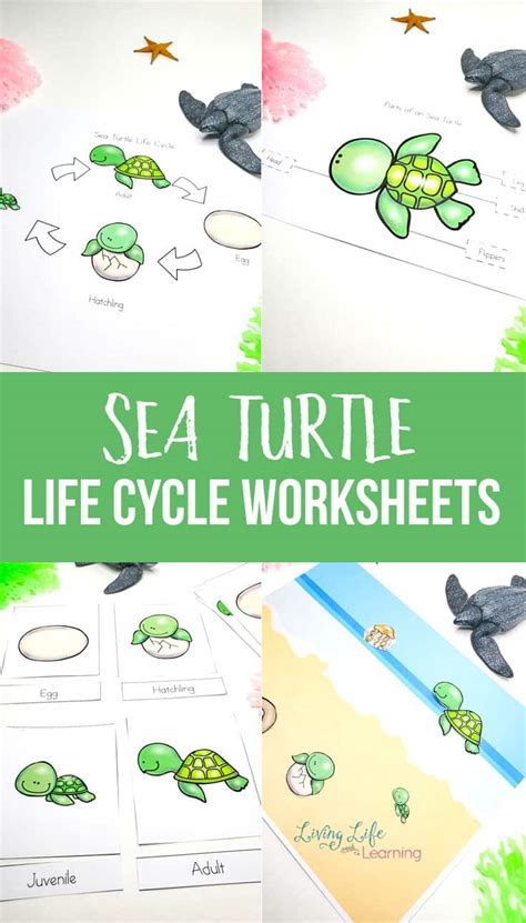 Sea Turtle Life Cycle Worksheet