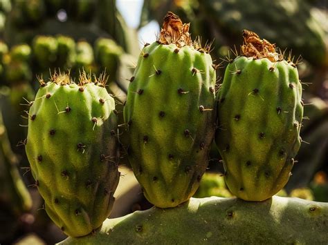 Tuna Planta Cactus Foto Gratis En Pixabay