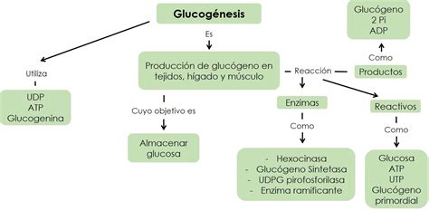 Conociendo la Bioquímica Metabolismo de Carbohidratos