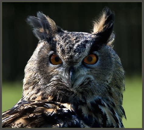 European Eagle Owl Close Up A Photo On Flickriver