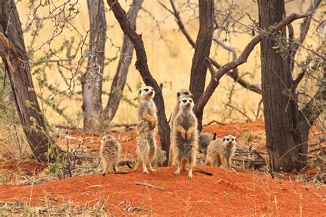 Best Time To See Meerkat Wonder At Sunrise In South Africa 2023