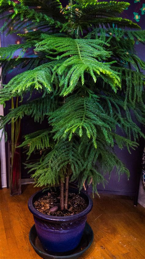 Growing A Norfolk Pine Indoors