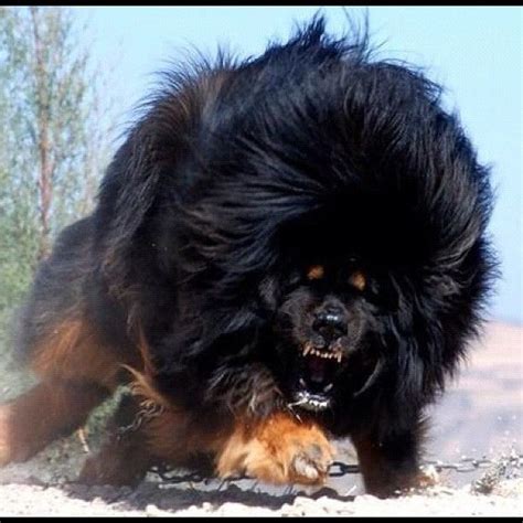 Adult Tibetan Mastiff By Izdato Via Flickr Tibetan Mountain Dog