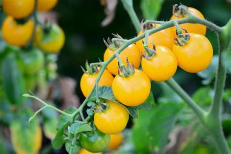 Yellow Tomatoes The Best Varieties And Tips For Planting Gardender