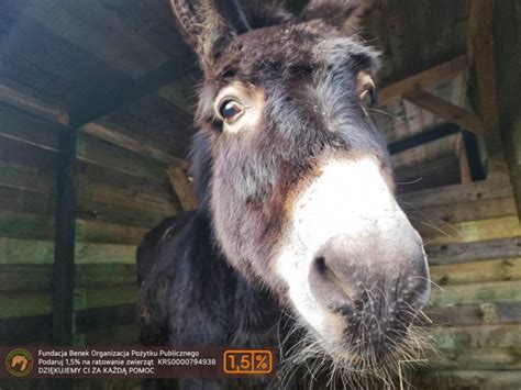 Sabinka Już W Nowej Studnicy Dziękujemy Fundacja Benek Ratujemy